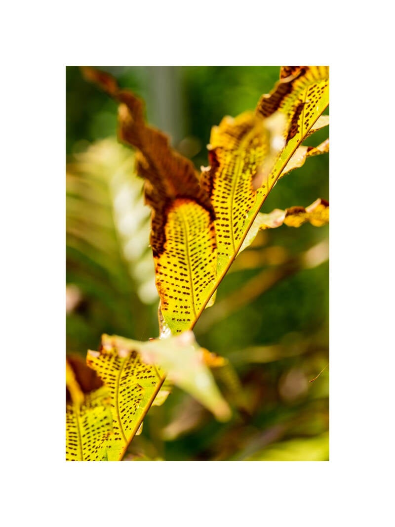 xt111298f-standard.jpg