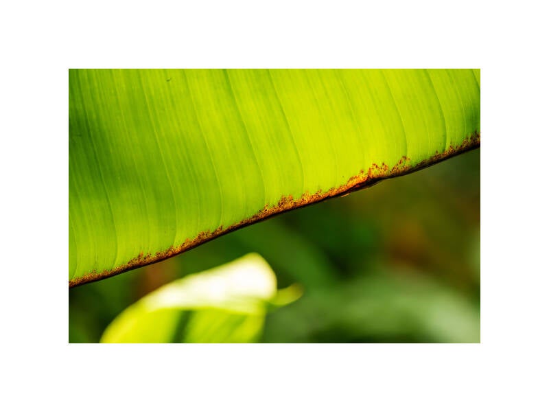 xt111337f-standard.jpg