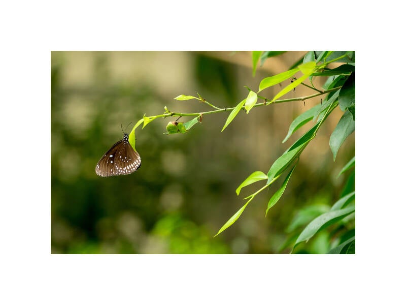 xt111414f-standard.jpg