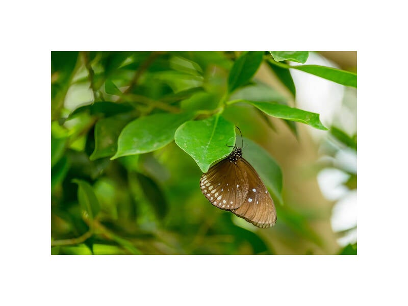 xt111419f-standard.jpg