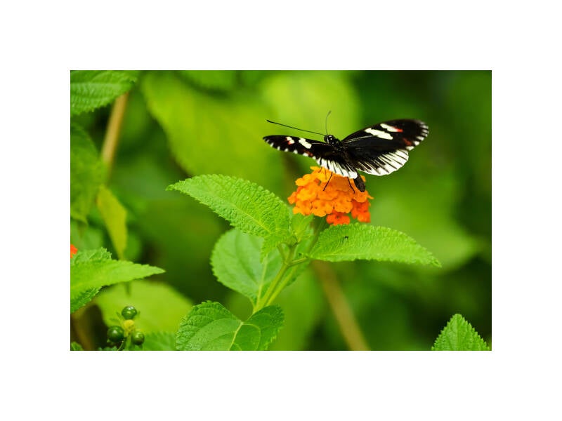xt111440f-standard.jpg