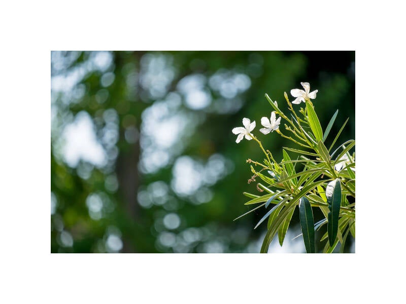 xt111513f-standard.jpg