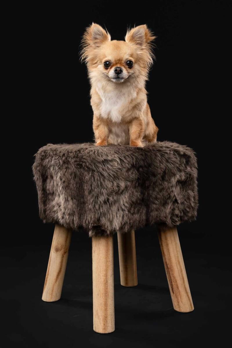 Chihuahua's met stamboom in Dendermonde (Oost-Vlaanderen)