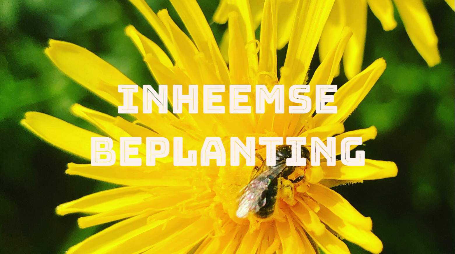 inheemse beplanting, wilde planten, insectenvriendelijke tuin