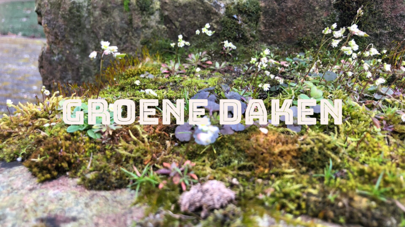 groen dak, sedum dak