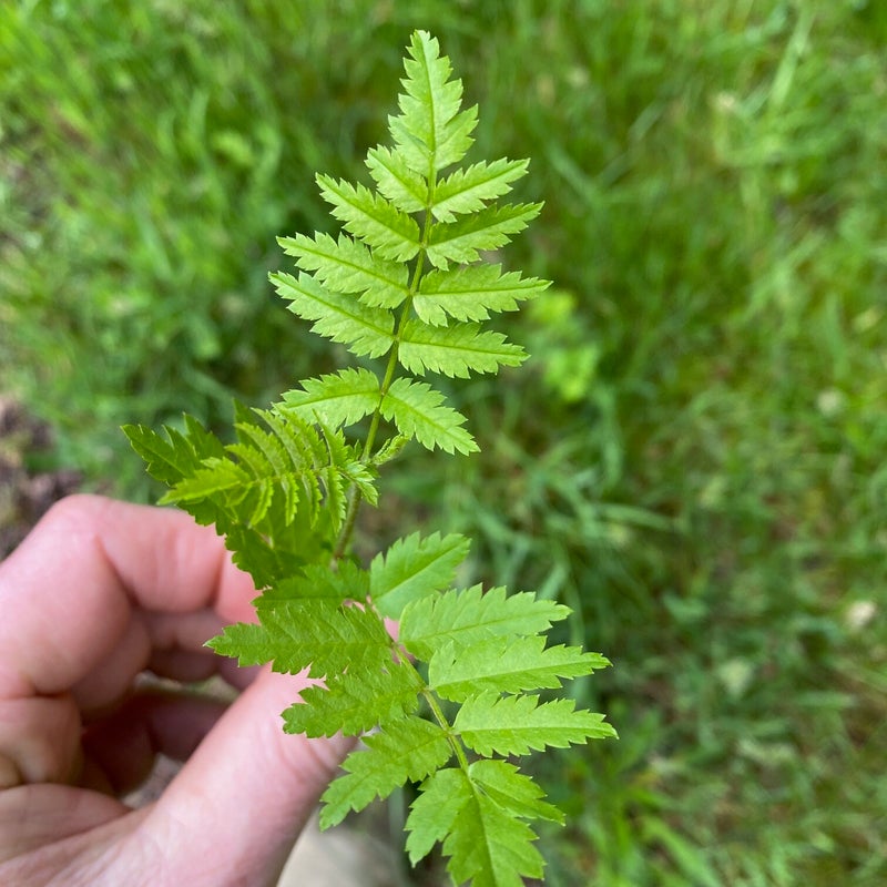 Tuinadvies, beplantingsadvies