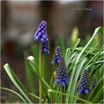 dsc04881-3.jpg
