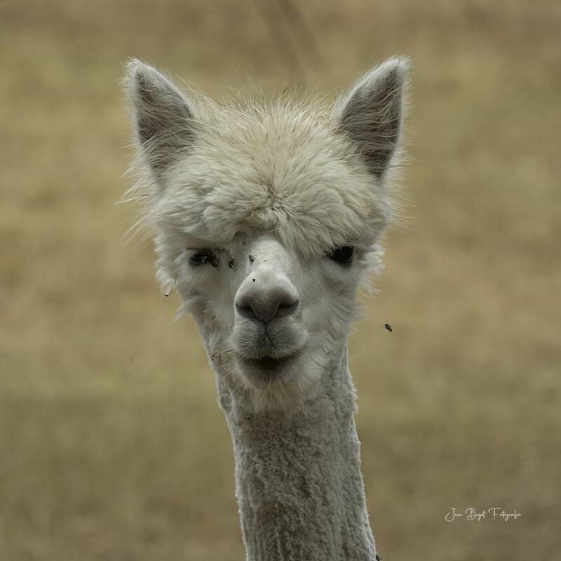 alpaca15-8-2026-1-standard.jpg