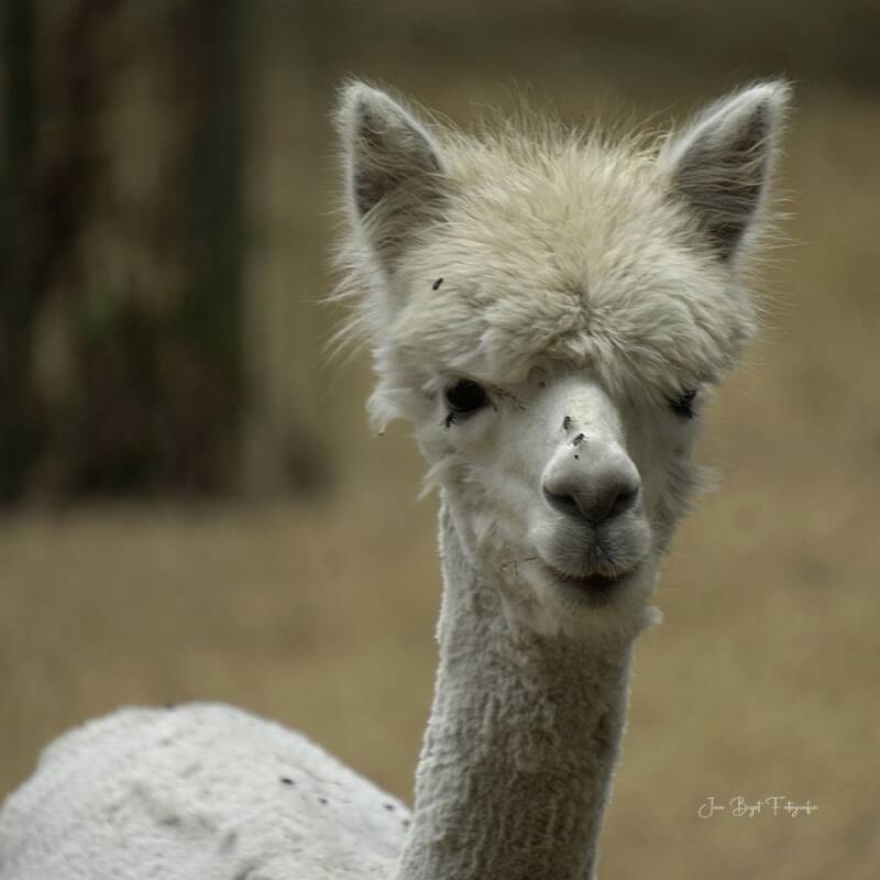 alpaca15-8-2026-2-standard.jpg