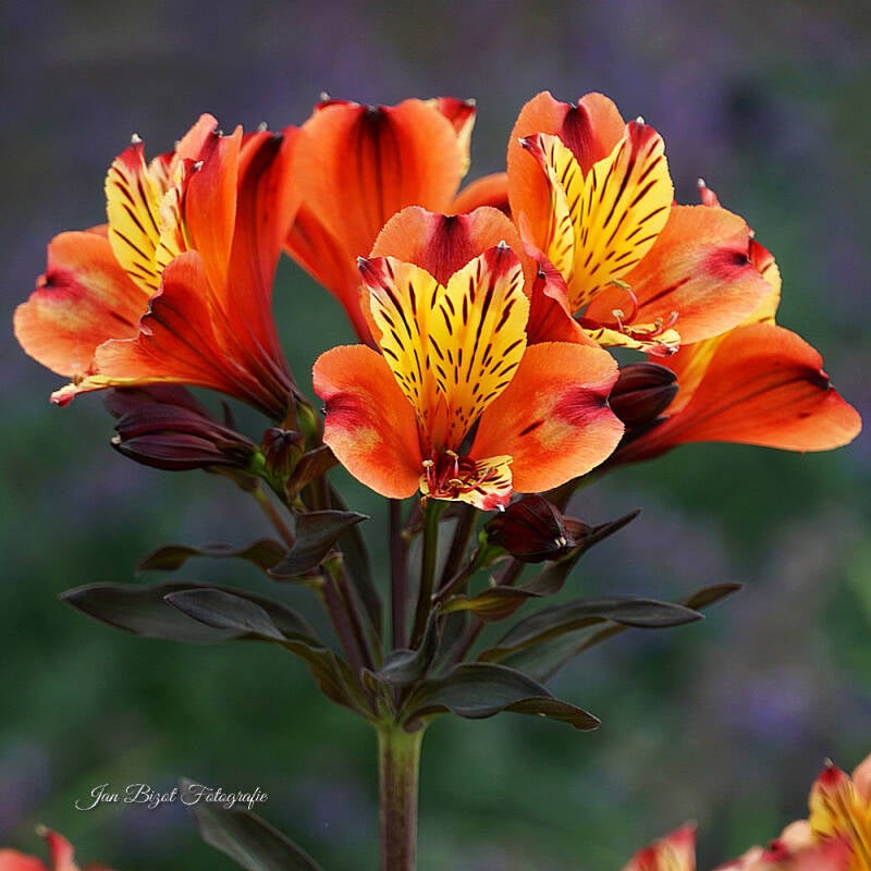 alstroemeria-4.jpg