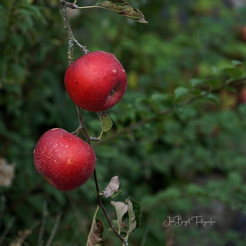 appels-7-10-2023-standard.jpg