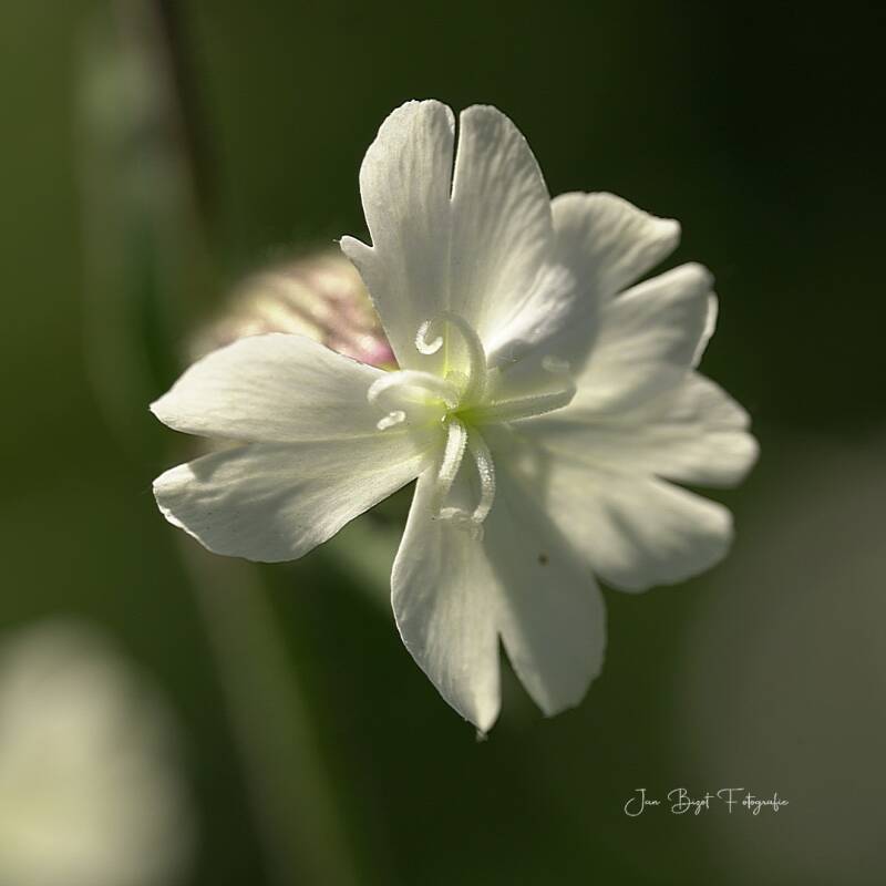 avondkoekoeksbloem8-5-2026-2-standard-gaa1jg.jpg
