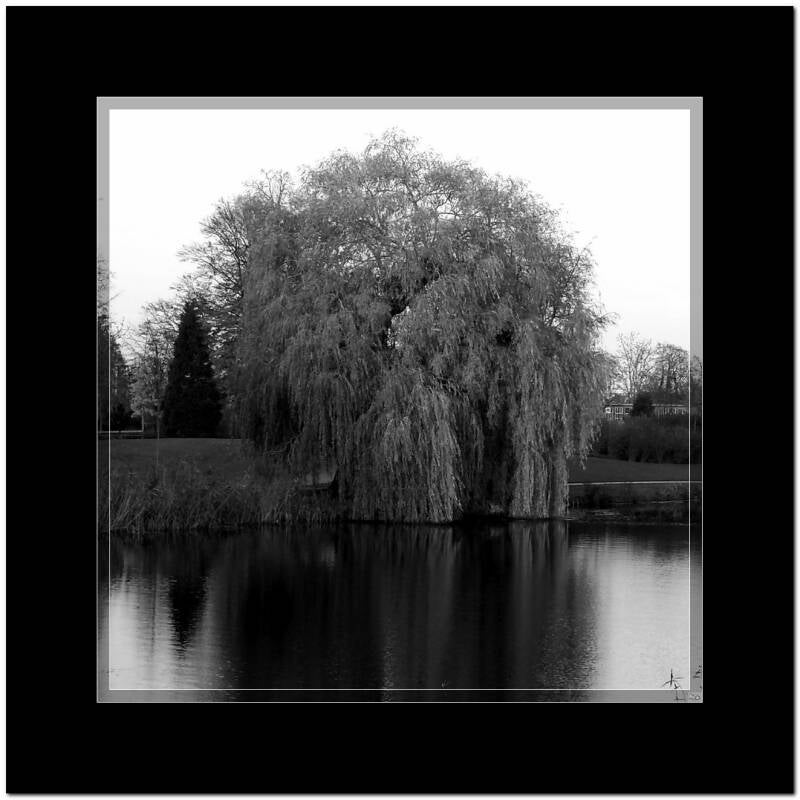 blackandwhitetree_resultaat-5.jpg