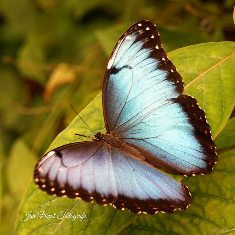 blauwe-morpho-6-standard.jpg