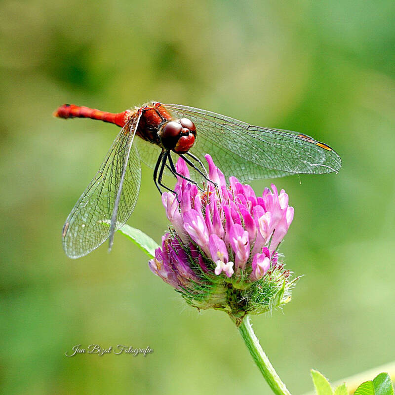 bloedrode-heidelibel-3-standard.jpg