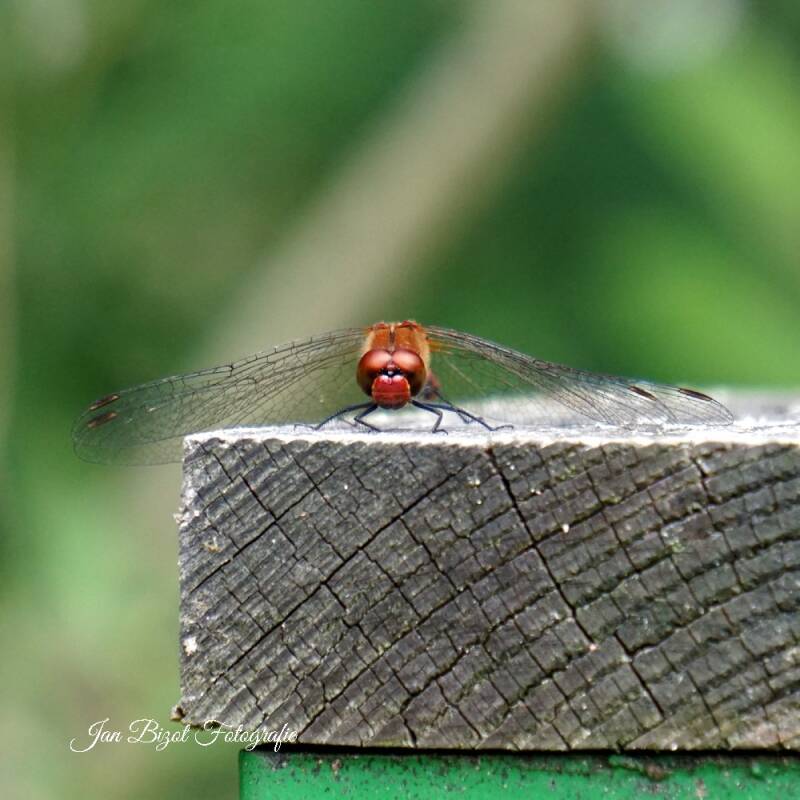 bloedrode-heidelibel-4-standard.jpg