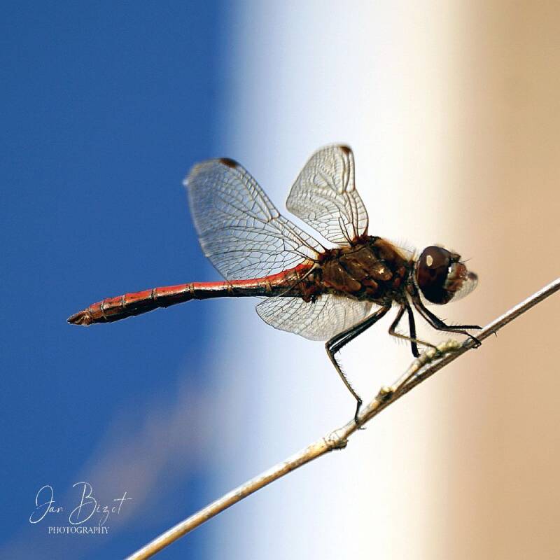 bloedrode-heidelibel-8-standard.jpg