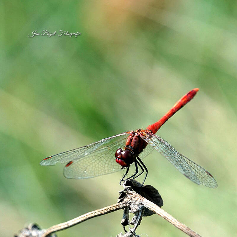 bloedrodeheidelibel7-2.jpg