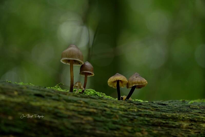 bloedsteelmycena13-10-2026-standard.jpg