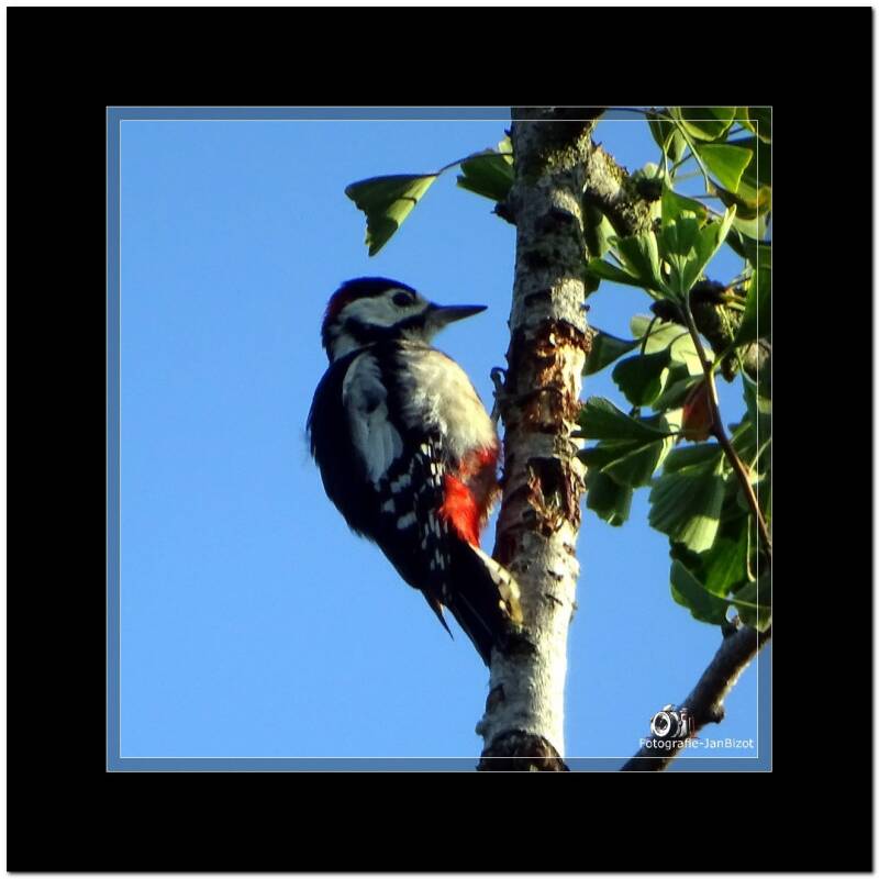bontespecht5.jpg