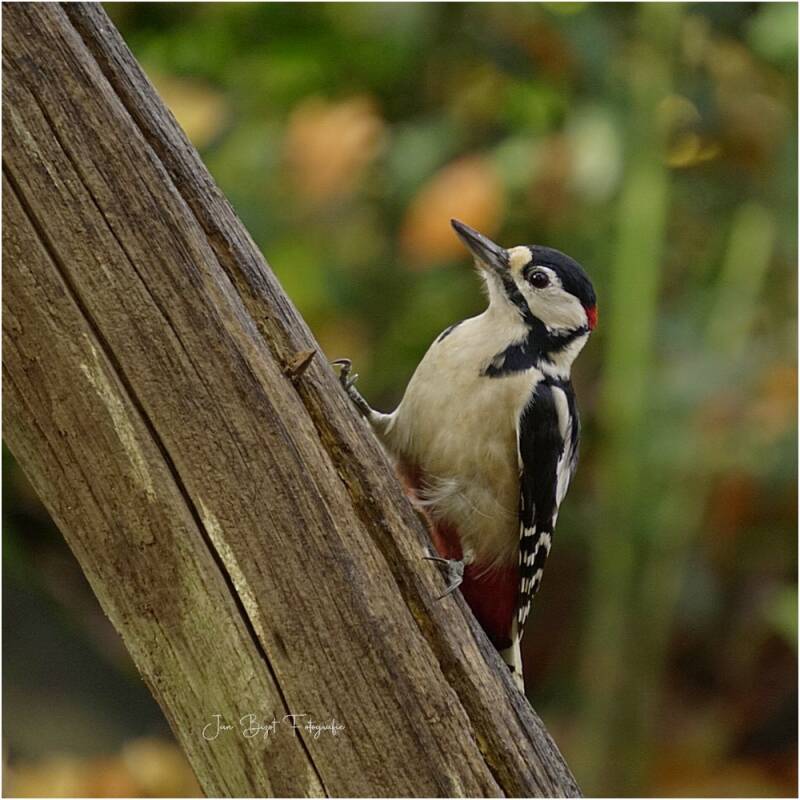 bontespecht9-11-2025-2-standard.jpg