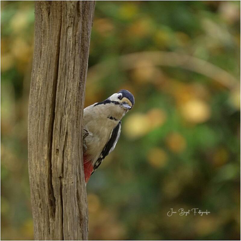 bontespecht9-11-2025-5-standard.jpg