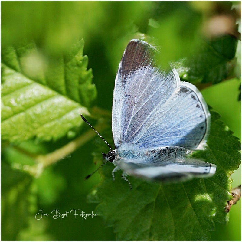 boomblauwtje14-4-2024-1-standard-hllv8y.jpg