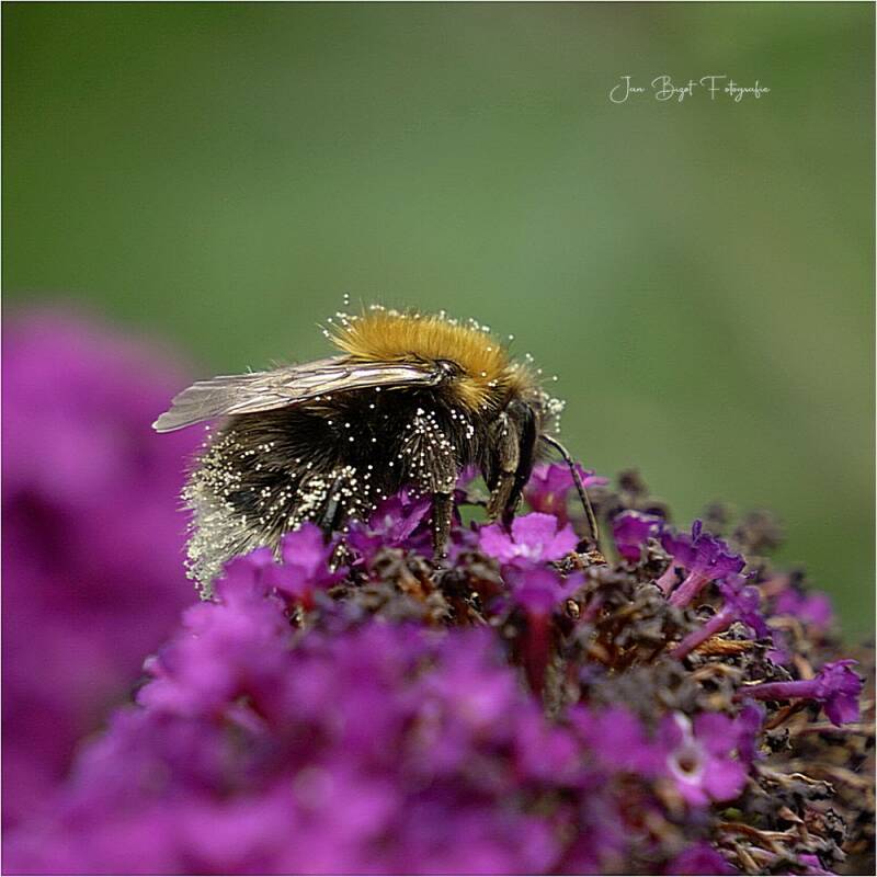 boomhommel20-7-2025-1-standard-zkrsqx.jpg