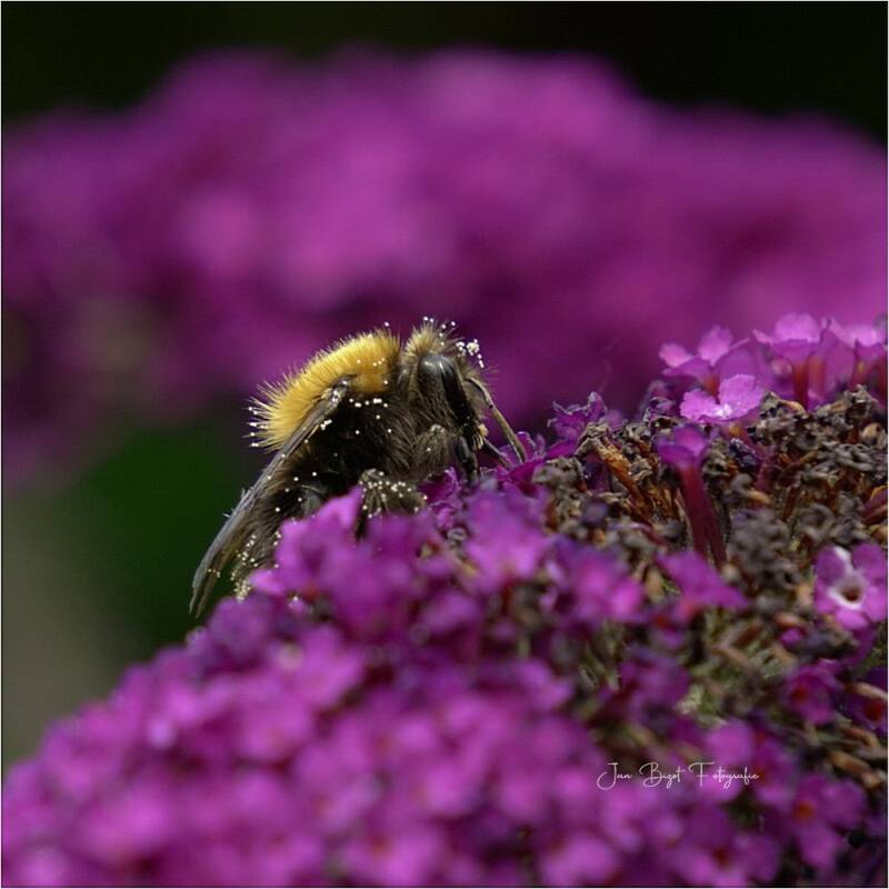 boomhommel20-7-2025-2-standard-nqy4rc.jpg