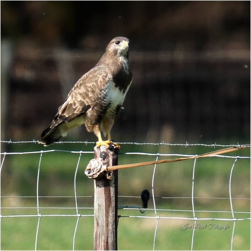 buizerd10.jpg