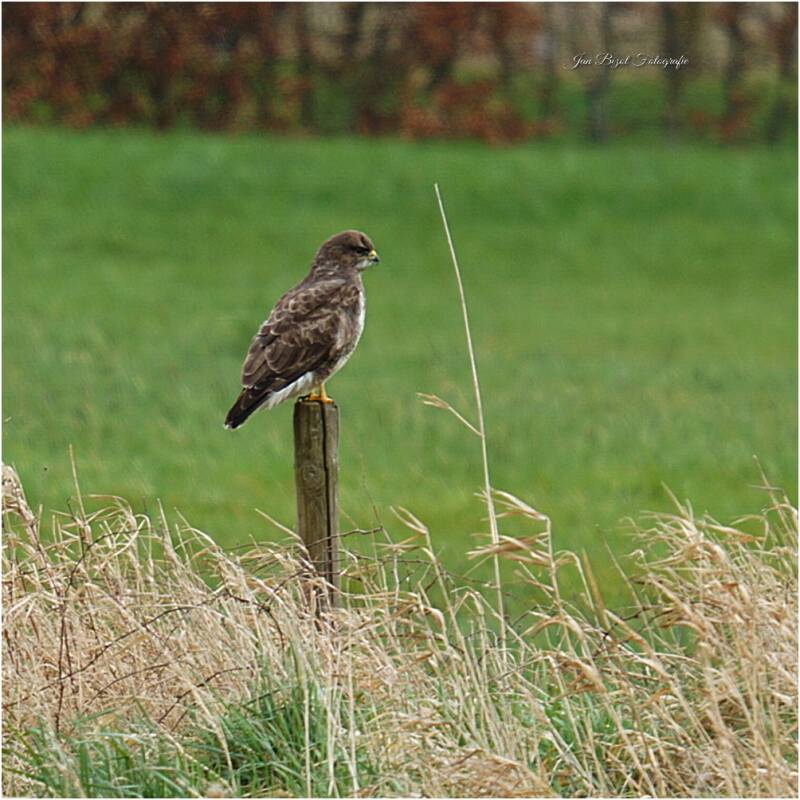 buizerd11.jpg