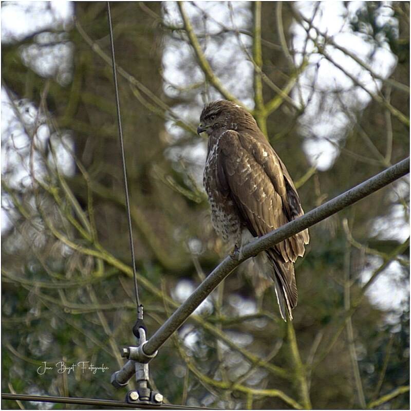 buizerd19-2-2025-1-standard.jpg