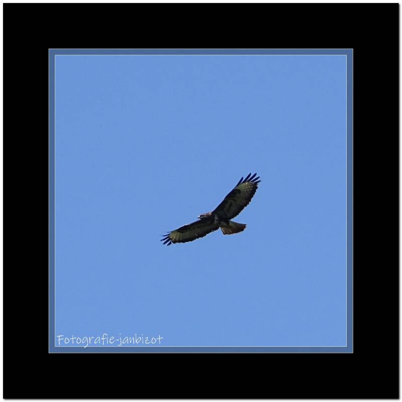 buizerd19.jpg