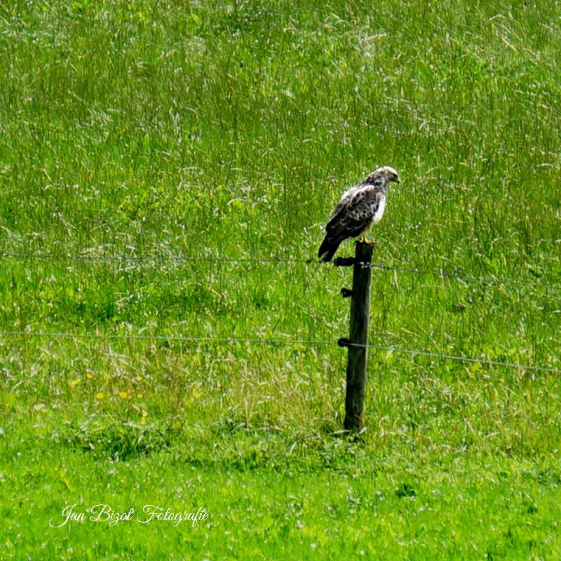 buizerd20.jpg
