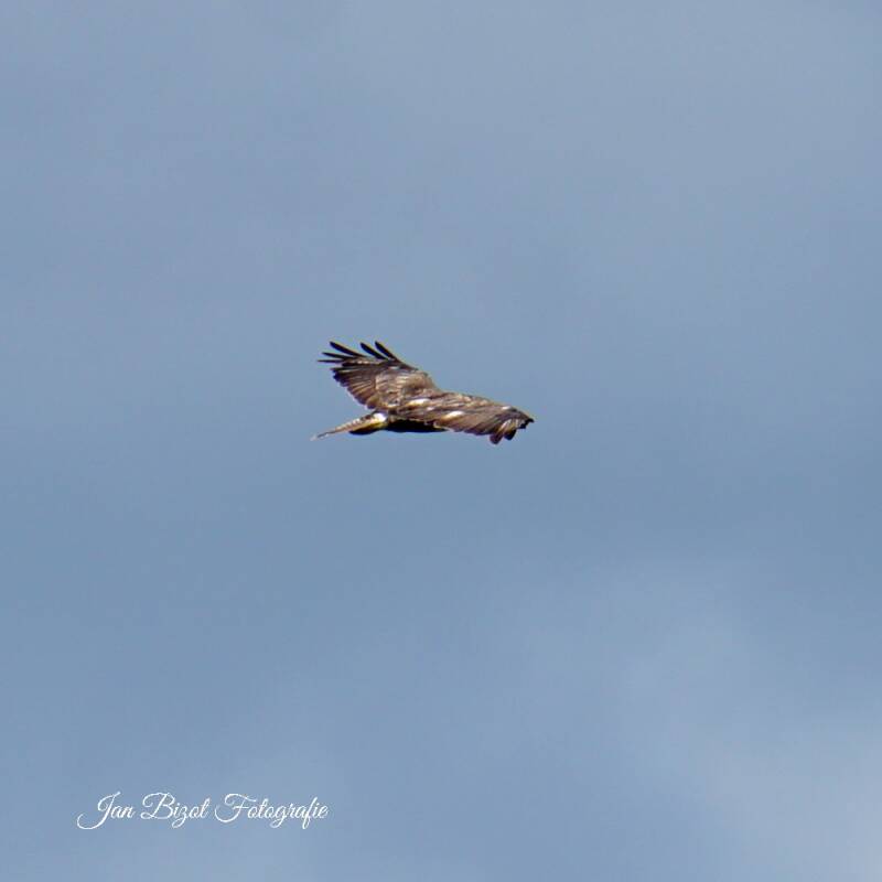 buizerd22.jpg