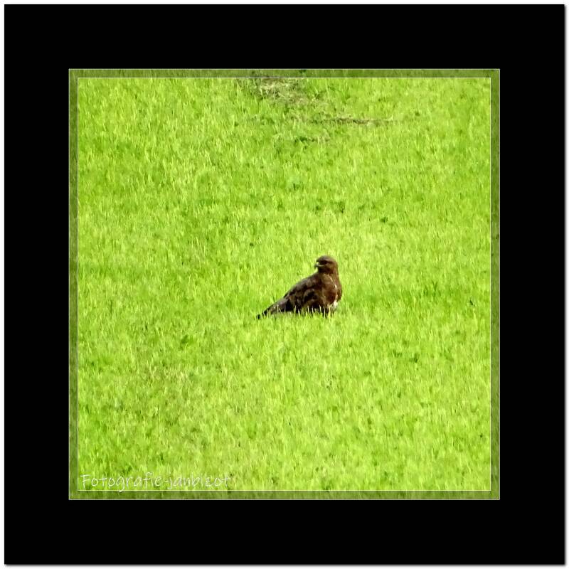 buizerd23.jpg