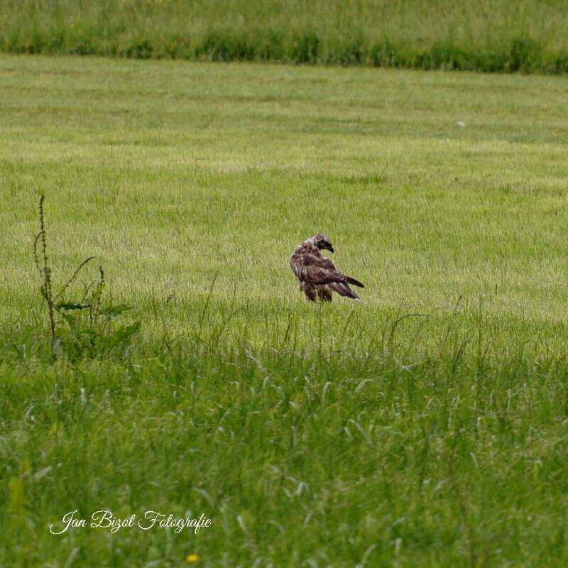 buizerd3.jpg