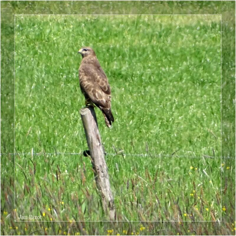 buizerd7.jpg