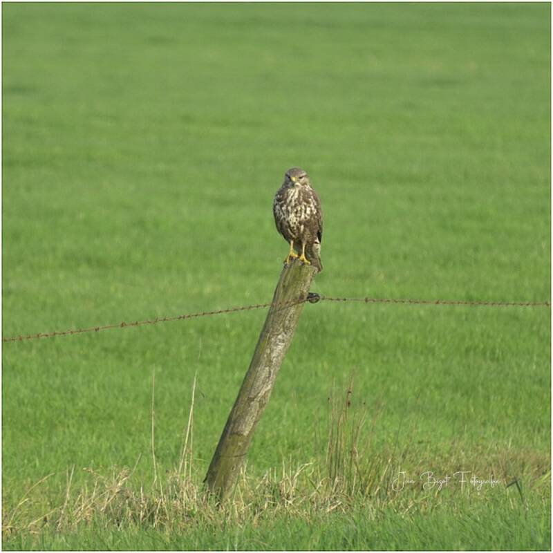 buizerd9-11-2025-standard.jpg