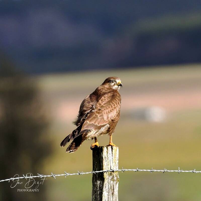 buizerd9.jpg
