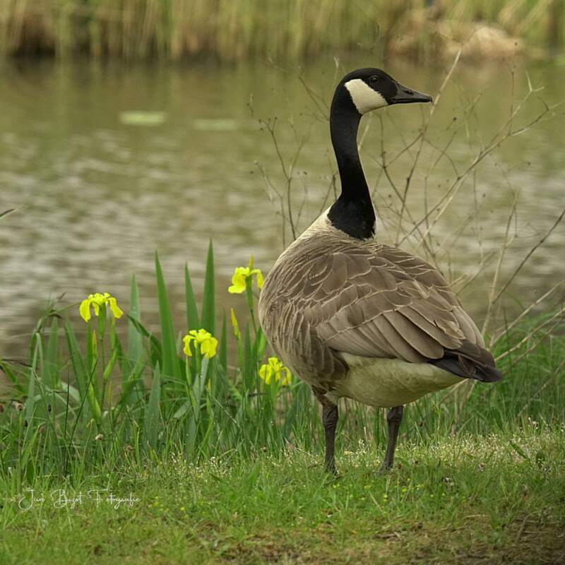 canadesegans3-5-2026-1-standard-gd8l9r.jpg