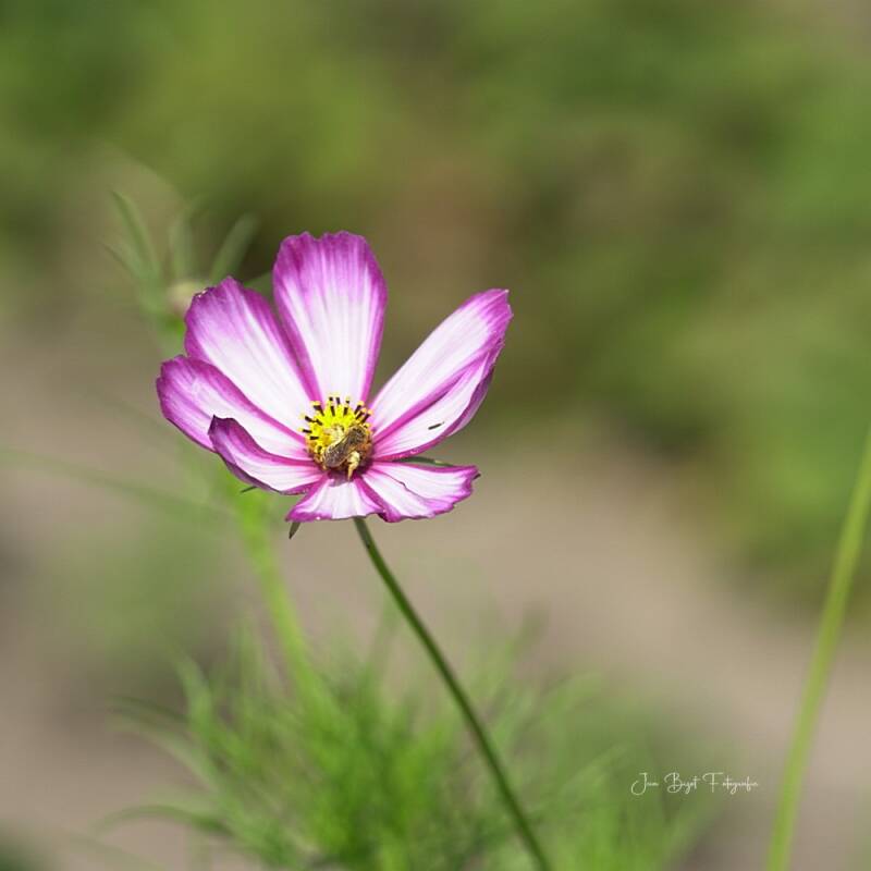 cosmea13-7-2026-3-standard.jpg