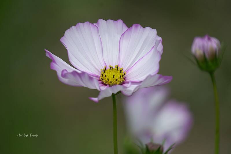 cosmea21-7-2026-1-standard.jpg