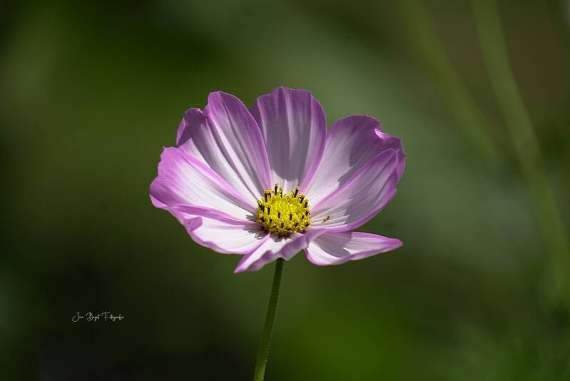 cosmea28-7-2026-3-standard.jpg
