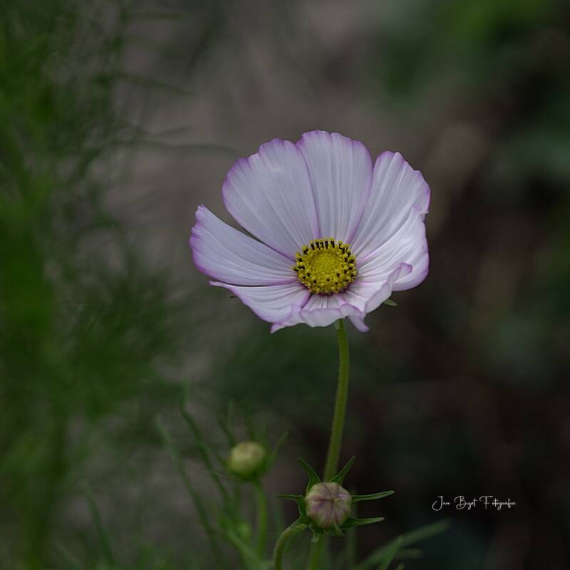 cosmea6-8-2026-standard-rwdnnk.jpg