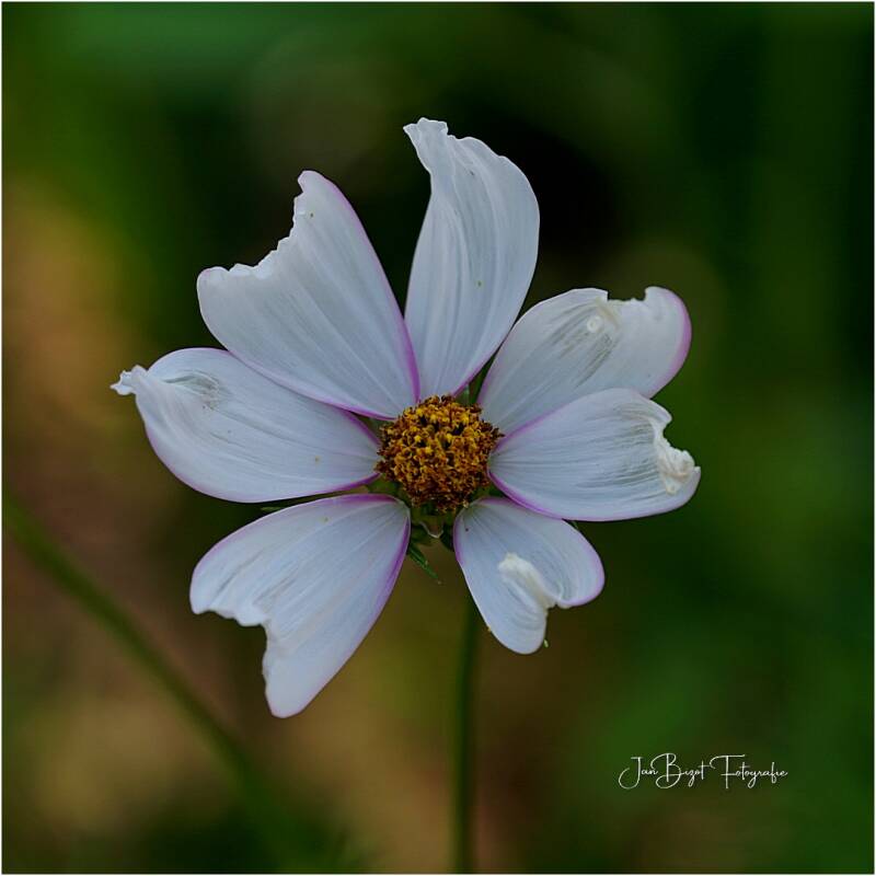 cosmos18-7-2023-standard.jpg