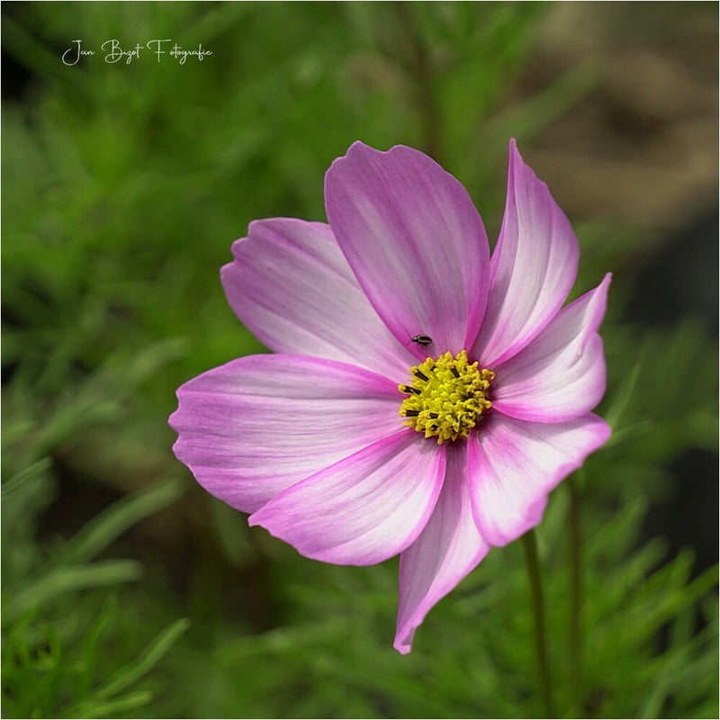 cosmos30-5-2025-standard-3759pc.jpg