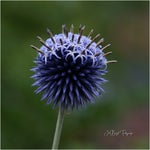 dsc01435-2.jpg