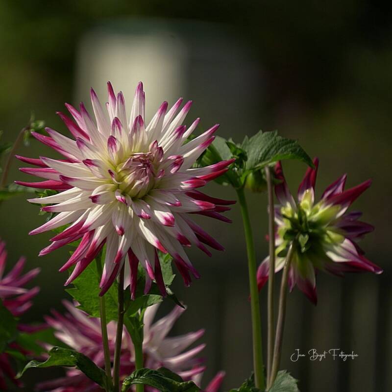 dahlia10-9-2025-3-standard.jpg