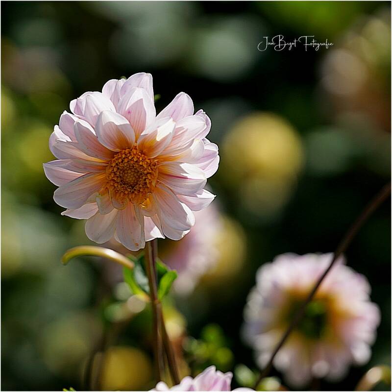 dahlia20-8-2026-standard-s2n0hq.jpg